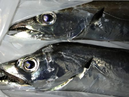 焼津港　連日太刀魚釣果